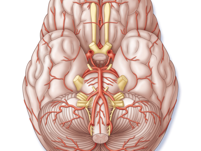 Base of brain with vasculature and nerves