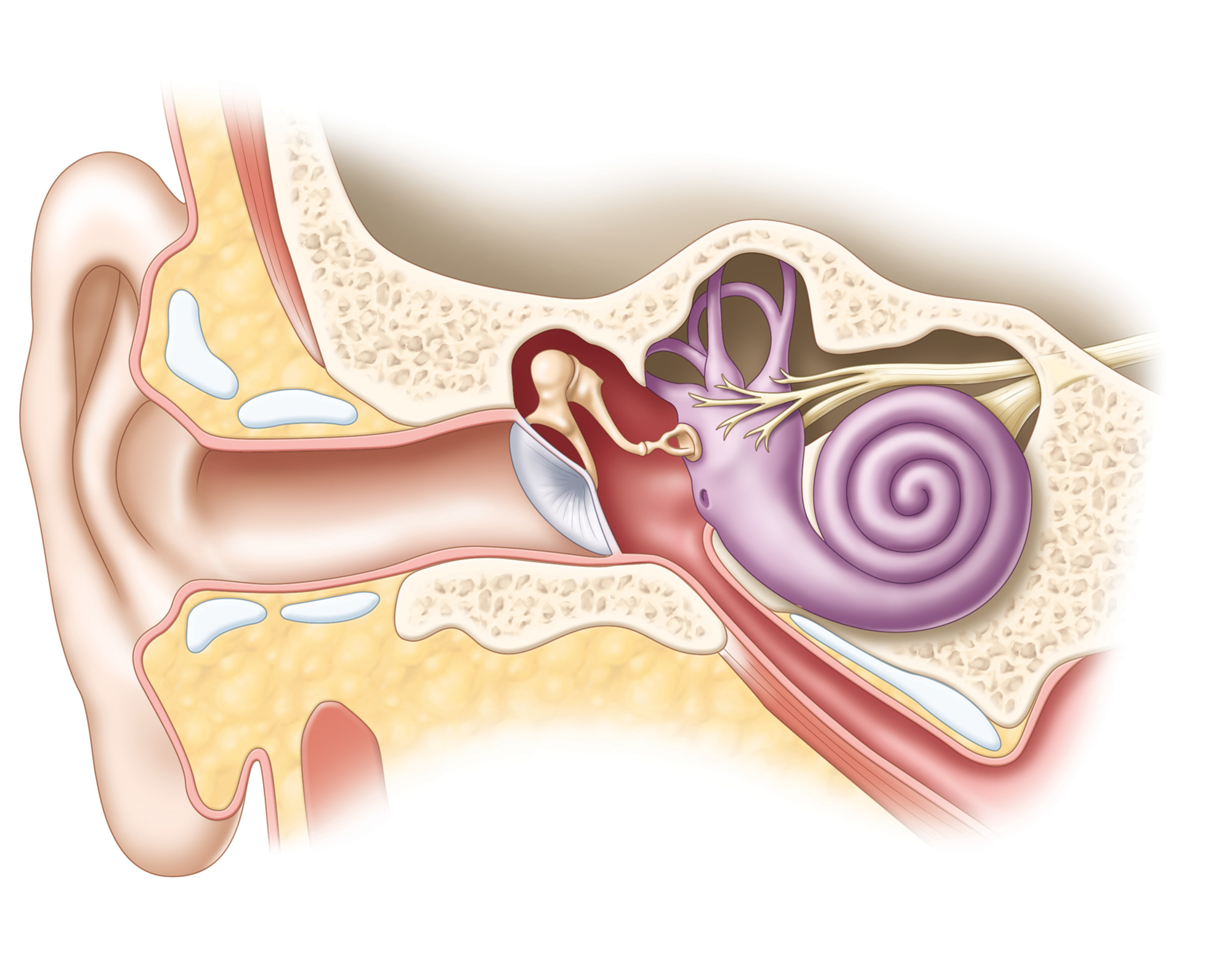Inner Ear anatomy