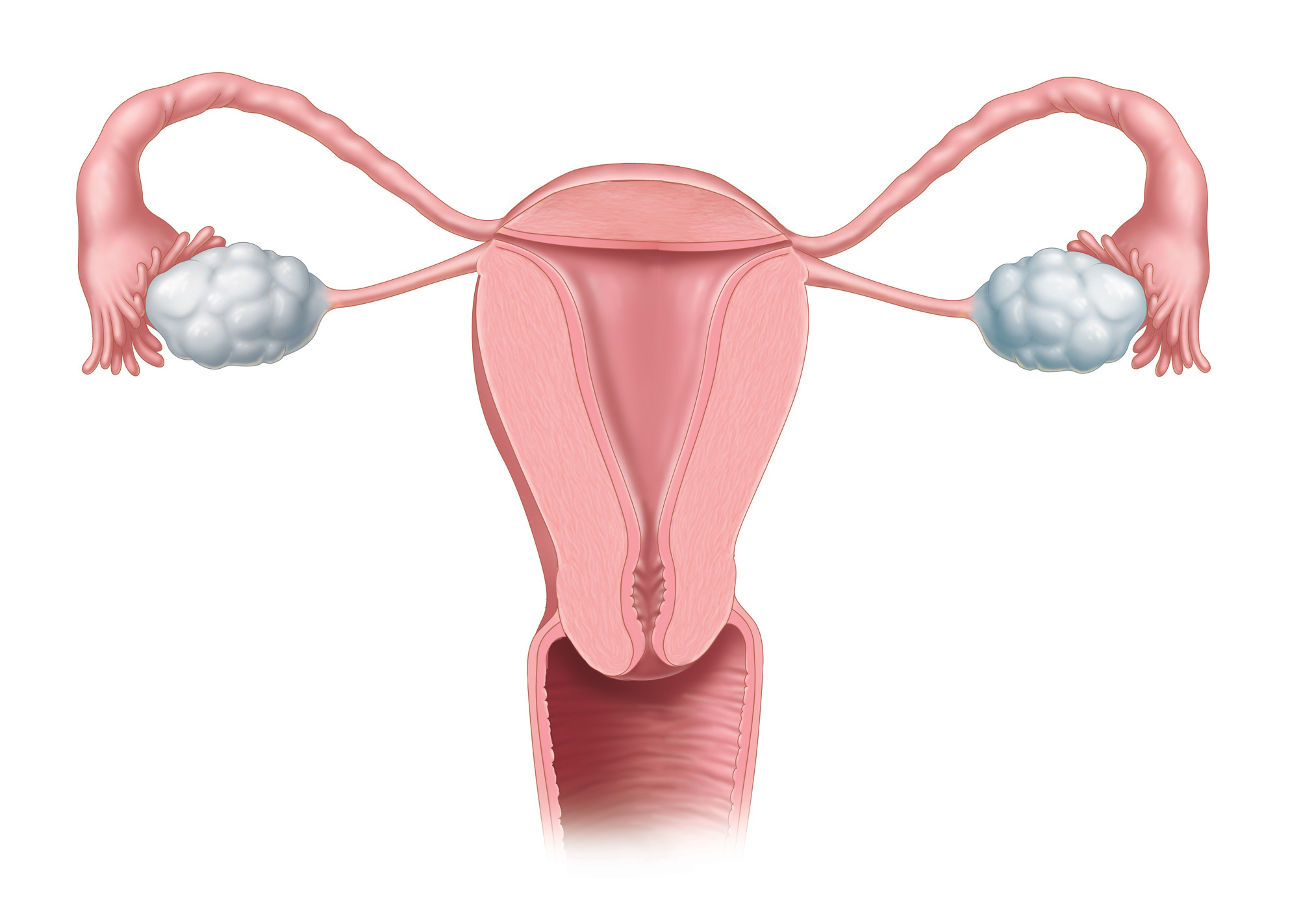 Uterus and ovaries