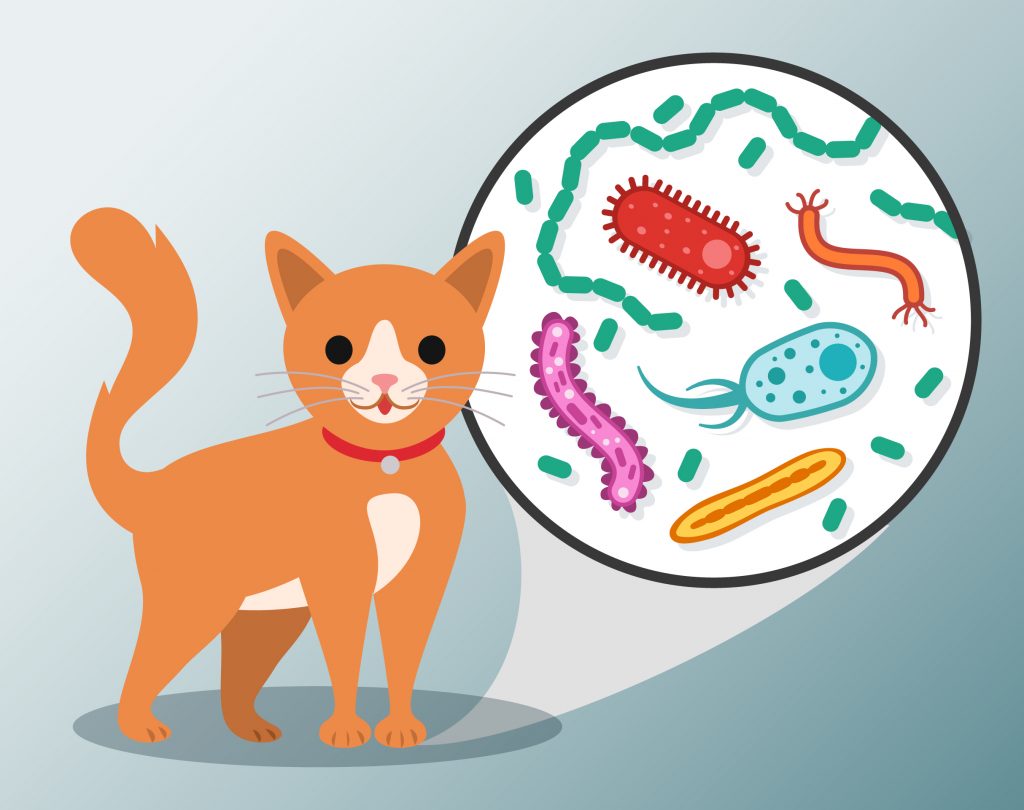 Cat with Bacteria Callout - Christine Kenney
