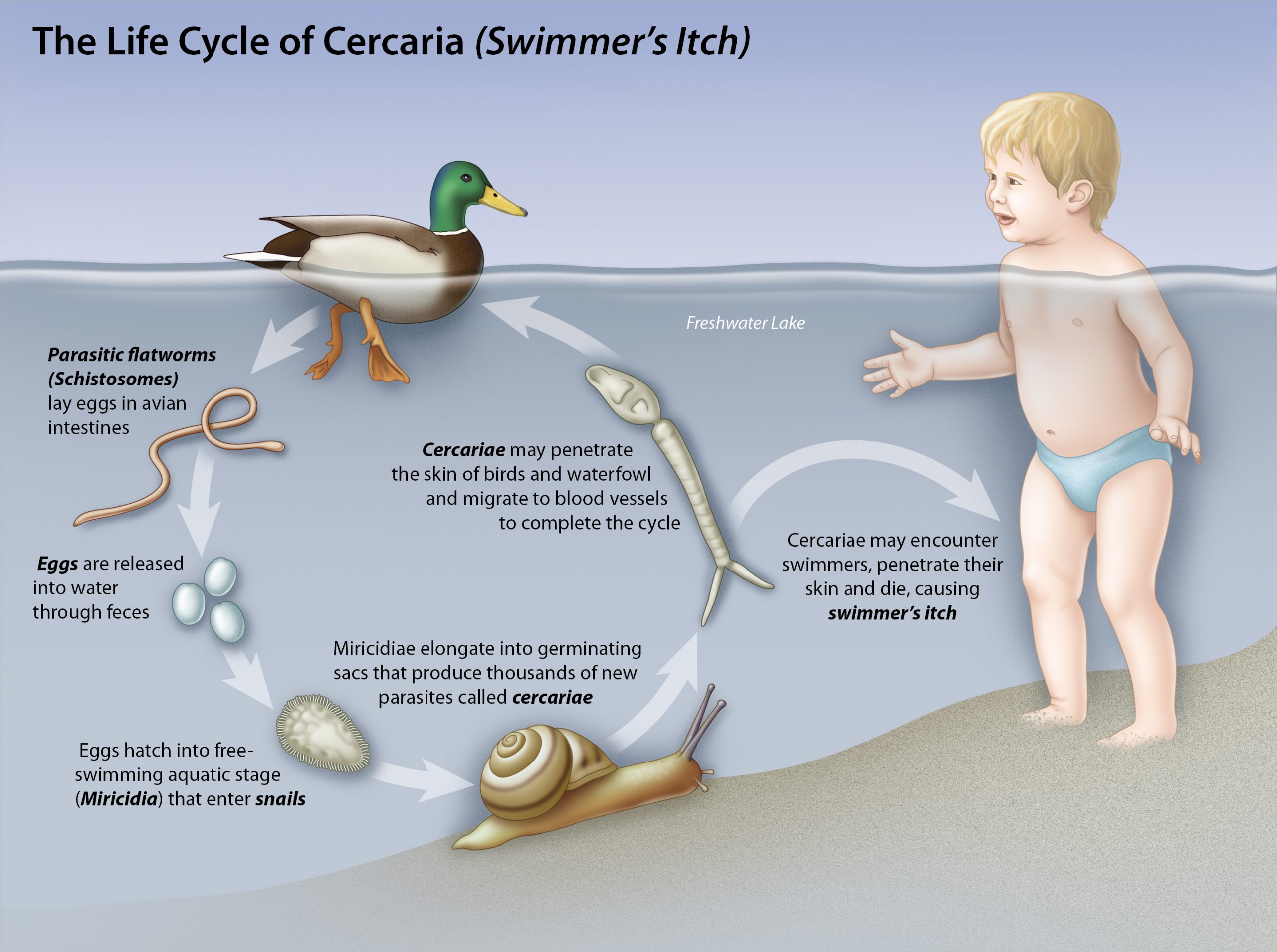 Cercarial Life Cycle (Swimmer’s Itch)